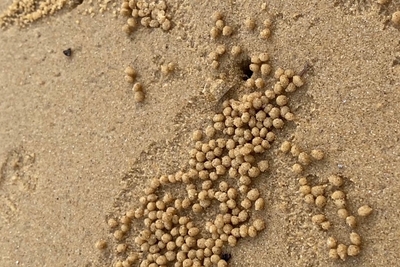 有機物を食べるスナガニが作った砂団子