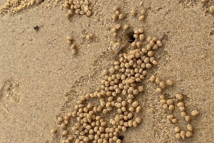 有機物を食べるスナガニが作った砂団子