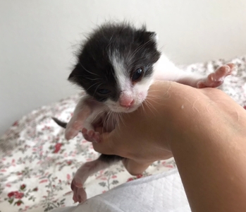 保護されたネコ