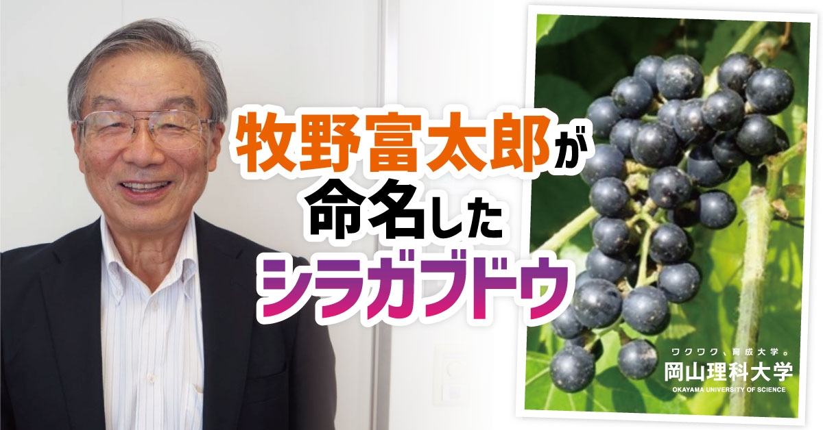 【岡山理科大学】＜星野名誉教授・特別寄稿＞ 「牧野富太郎が命名したシラガブドウ」