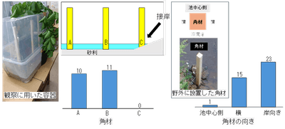 図3．室内と野外で角材に産卵された卵塊数。 接岸している角材（左）、角材の池中心側の面（明るい面）（右）には産卵を避けている。