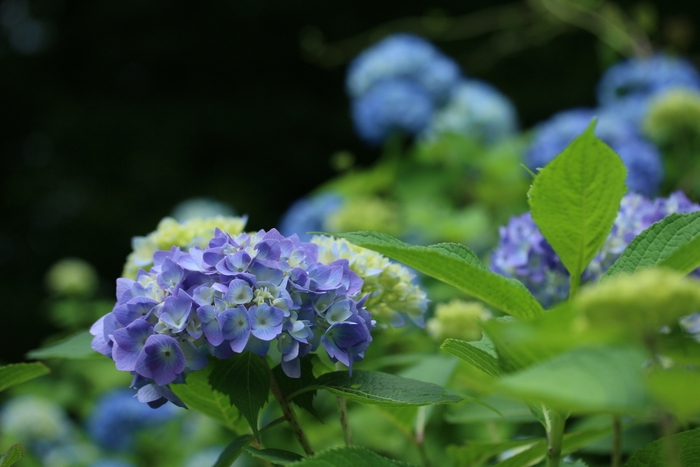 園内を彩るアジサイの花(昨年の様子)