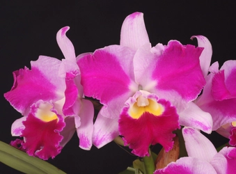 「第２１回 関西らんフェスタ＆園芸フェア」を開催