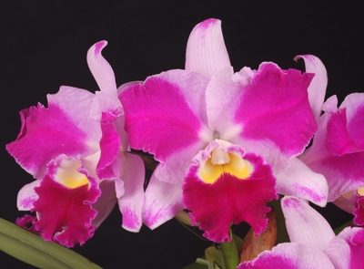 yNF8TinV0CQf8GjSsPJL.jpg?w=940&h=940