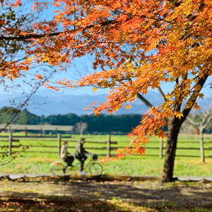 yO1YokjwZBH0EC13GH9i.png?w=940&h=940