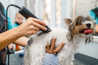 初心者には上記で紹介したコードレスバリカンがおすすめなのですが、切れ味やスピードを重視するには、プロも使用している業務用のバリカンがおすすめです！