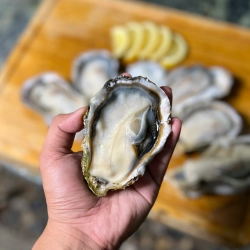 日本のカキ市場規模、シェア、およびトレンド｜成長予測レポート [2025年～2033年]