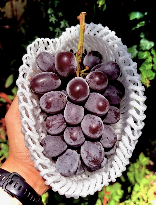 山梨県指定農園より直送された希少種マスカットノワール