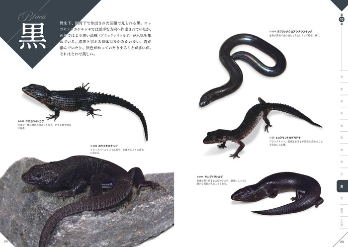 黒 『色彩別 爬虫類・両生類図鑑』