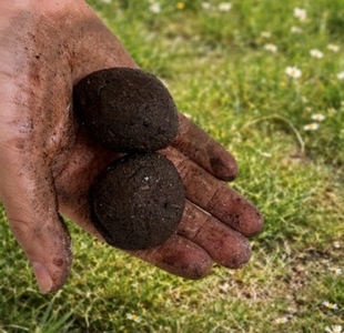 たねダンゴ®では、小さな泥だんごに草花の種を詰め込みます（画像はイメージです）。