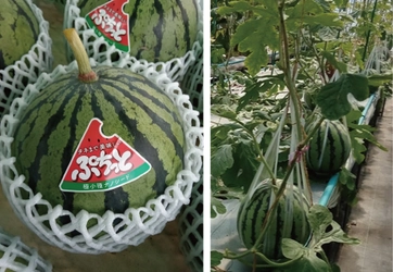 奈良市発「ぷちっと」スイカ試食会のご案内　MYP×近大ICTユニバーサル農法（農福連携）