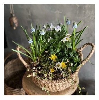 季節の寄せ植え ※イメージ