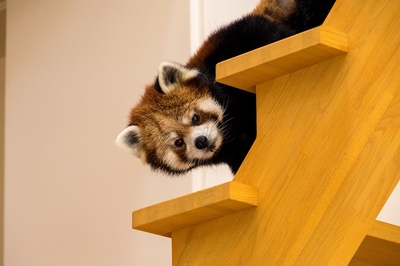 レッサーパンダの竹林では、可愛らしいレッサーパンダを観察できる！