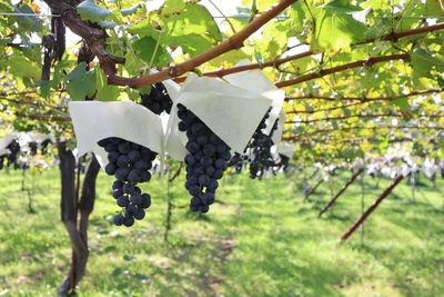 yZlHNZ7E1EonkdjoXYmz.jpg?w=940&h=940