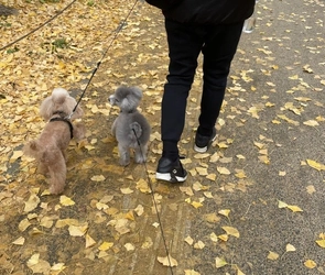 多数投稿感謝★ペットとの絆を語ろう。1投稿500円が寄付になり保護犬猫が救われます