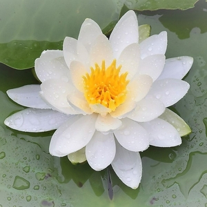 yhZy9vbLoV61Ic4Fyjct.jpeg?w=940&h=940