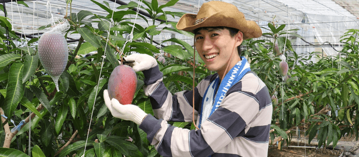 農学部学生による近大マンゴー「愛紅」収穫の様子