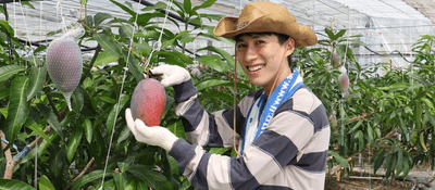 農学部学生による近大マンゴー「愛紅」収穫の様子