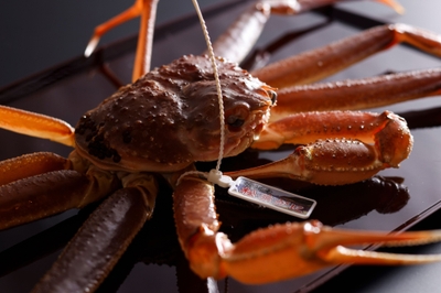 食の宝庫・丹後の冬を象徴する高級食材「松葉蟹」