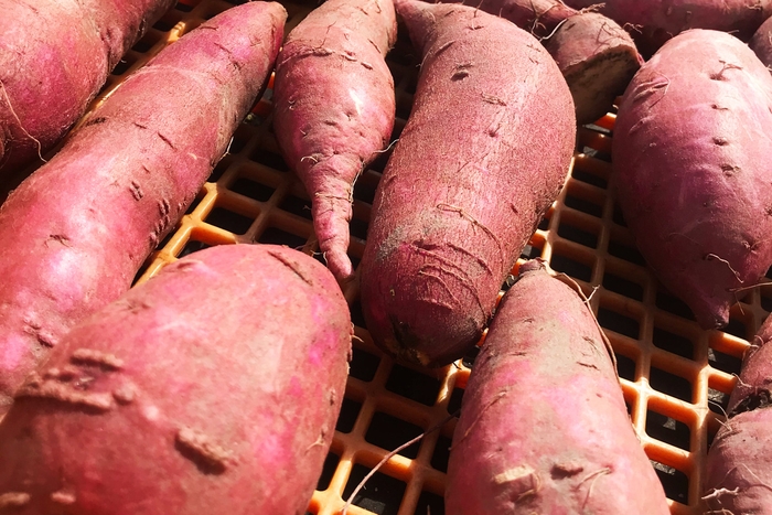 さつまいもで地球温暖化対策!?詳しくは↓で