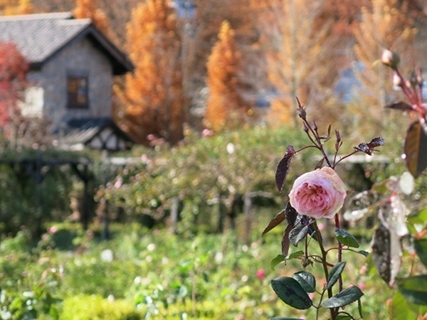 薔薇と紅葉