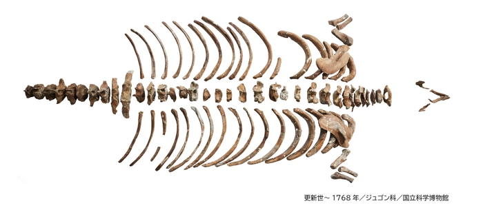 ステラーダイカイギュウ　全身骨格