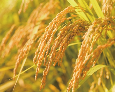 yvWYO5CxgA4O2r3S7lzo.jpg?w=940&h=940