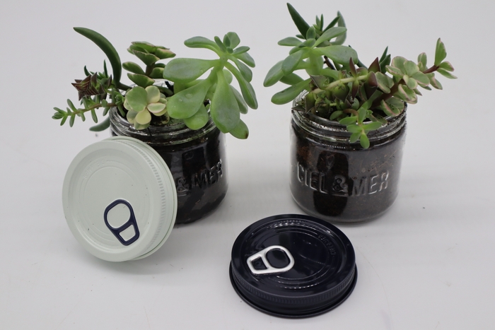 多肉植物の寄せ植え(9月17日のみ)