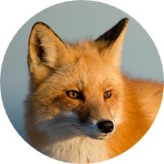 yyC3etb56DoiLViKpTXK.jpg?w=940&h=940