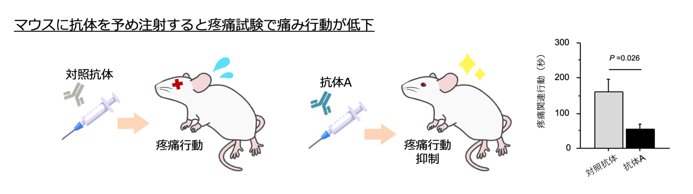 図 マウスに抗体Aを投与した場合の疼痛行動の変化