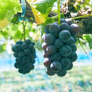 z1iCx9lGu28ny1xpnf55.jpg?w=940&h=940