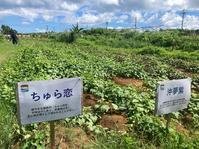 z2FWloRo1Eh4yko7NypN.jpeg?w=940&h=940