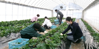 動物糞から作った堆肥を活用して栽培している近大ICTイチゴと管理作業を行う農学部生