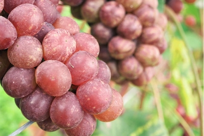 z5O0VcKb8sz7reywqsWg.jpg?w=940&h=940