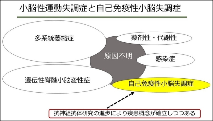 図1.自己免疫性小脳失調症。近年抗体研究の進歩により、小脳性運動失調症の原因の一つとして自己 免疫性小脳失調症が注目されている。