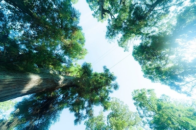 z9Aqq6GJhovYqPcSKnpp.jpg?w=940&h=940