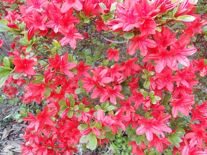 本霧島(ほんきりしま)