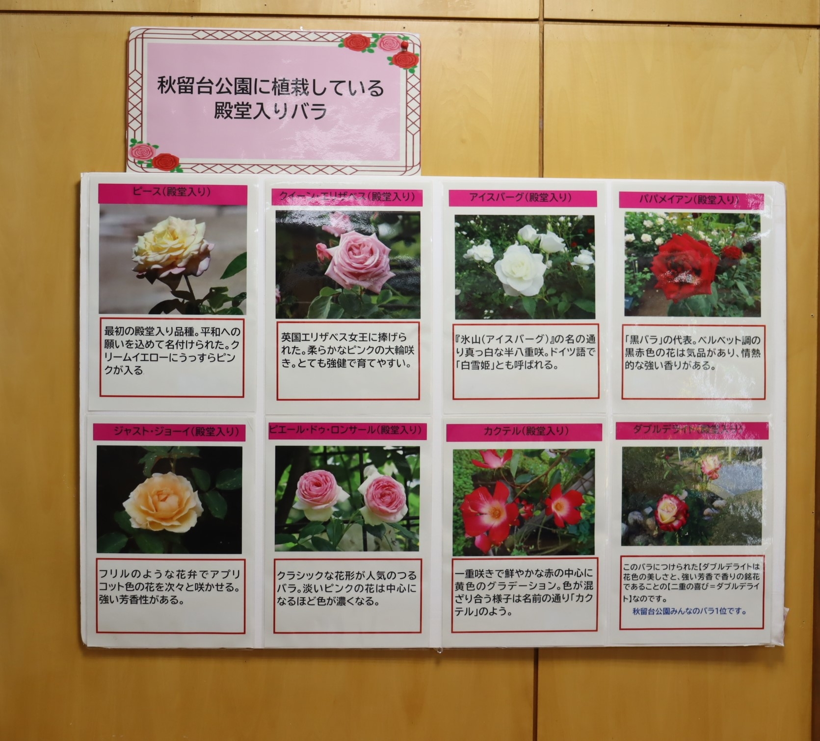 バラに関する展示(昨年度の様子)