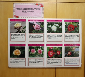 バラに関する展示（昨年度の様子）