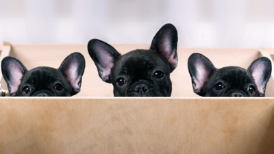 zBxK7PgeEPdVFIlxM6Dj.jpeg?w=940&h=940