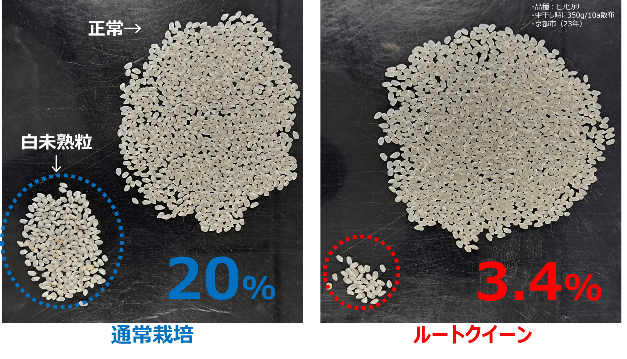 異常気象時代の収量課題に新提案
農業用微生物資材「ルートクイーン®」の実証データを公開