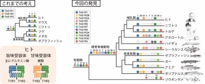 脊椎動物におけるTAS1R遺伝子の進化について、従来の説と本研究の説との比較