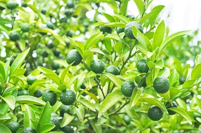 zCI5iZvYYkNg5Yf2frFM.jpg?w=940&h=940