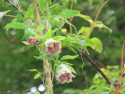 匂いが独特なツルニンジン
