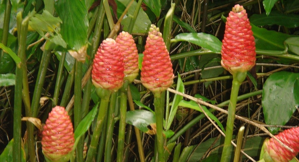 ハナショウガの群生(西表島で撮影)