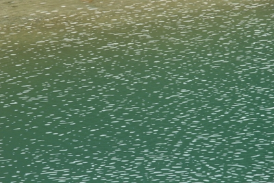 zH6gtv6YKwpVAkfT344a.jpg?w=940&h=940