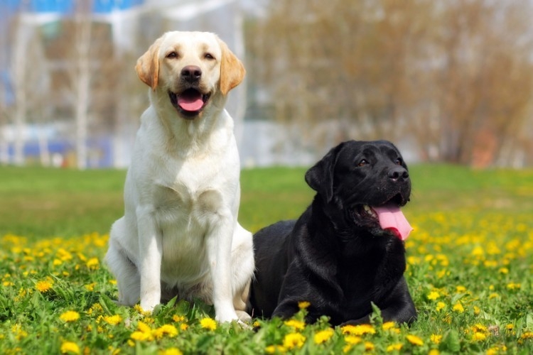 奥日光・愛犬と泊まれる温泉旅館が【大型＆超大型犬】受け入れ開始　お得な記念プランも販売｜2026年4月1日～