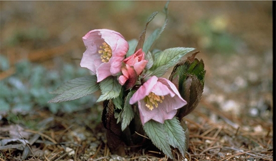 高山帯に生育する珍しいクリスマスローズ ヘレボルス・チベタヌス