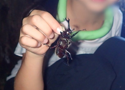 大きなカブトムシを見つけました