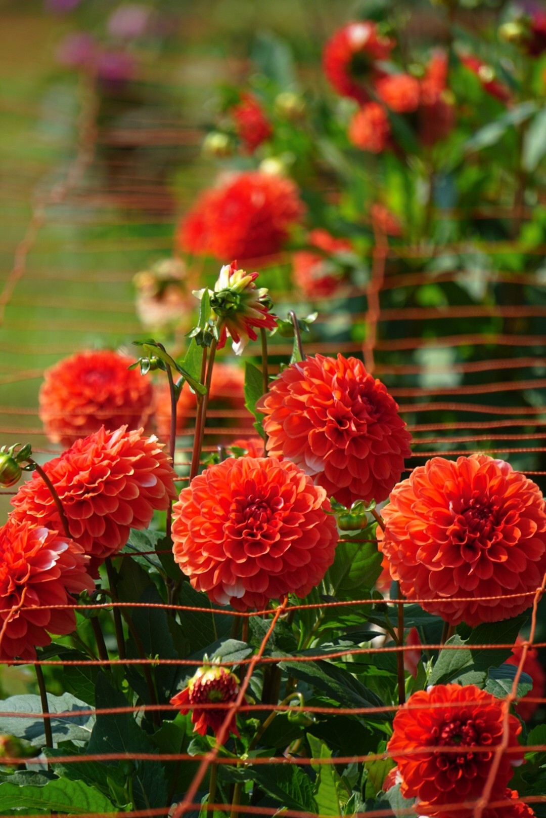 ダリア:声変わり